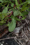 Common sheep sorrel